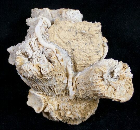 Fossil Coral Colony (Thecosmilia) - Jurassic #9662